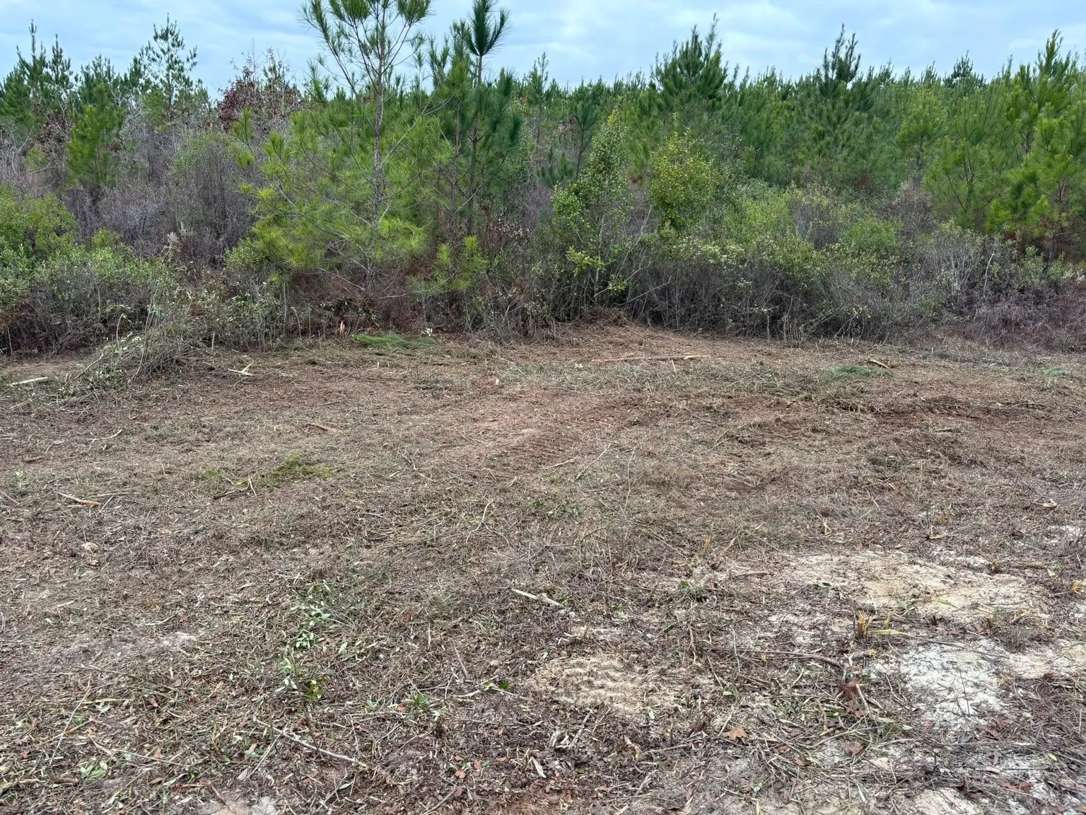 Open ground covered in wood mulch after clearing, meeting a wall of uncleared scrub and pines along the far edge.
