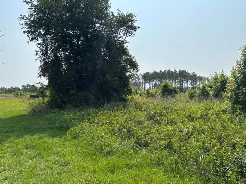 Before — thick brush and saplings grown up along a mown field edge.
