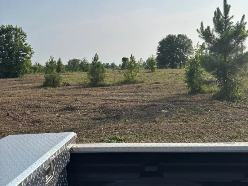After — open mulched ground with young pines left standing.