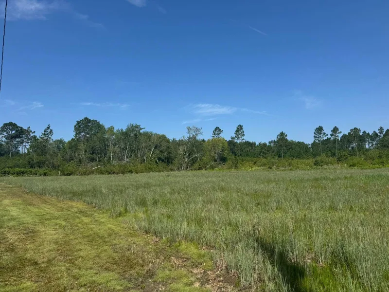 Before — a field grown up thick and rough, with one mown strip along the edge.