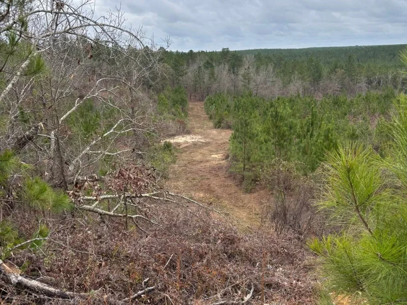 Before — a lane through young pines closed in with brush and downed limbs.